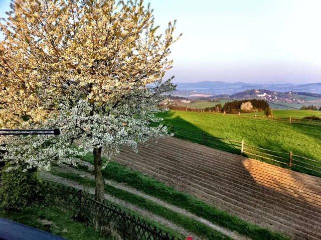 Spring landscape with a cherry tree in blossom